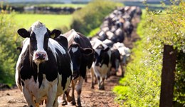 Bluetongue virus update – 19 August